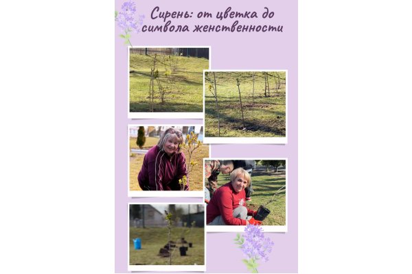 Сирень: от цветка до символа женственности